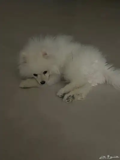 كلب للبيع index