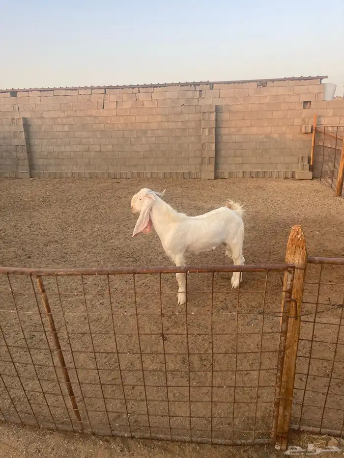 طريق المدينه 0