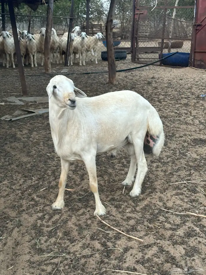 فحل حري مشروط 3