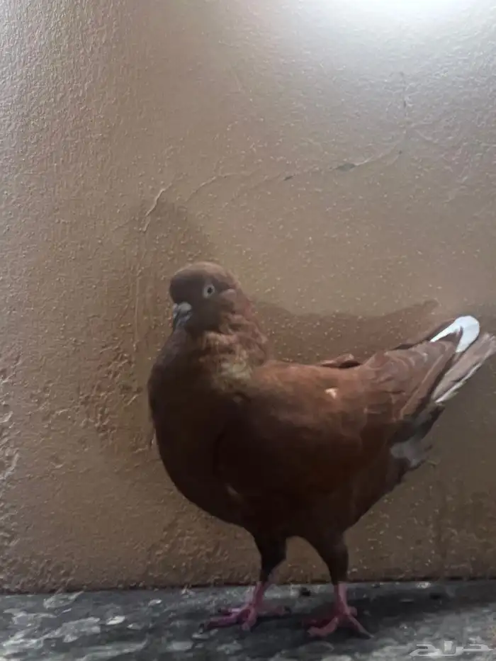 جوز حمام نوري احمر 3