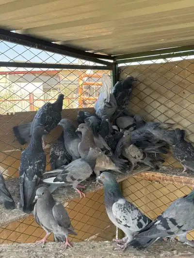 حمام سوادي index