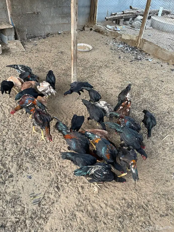 دجاج سندي بيور 6