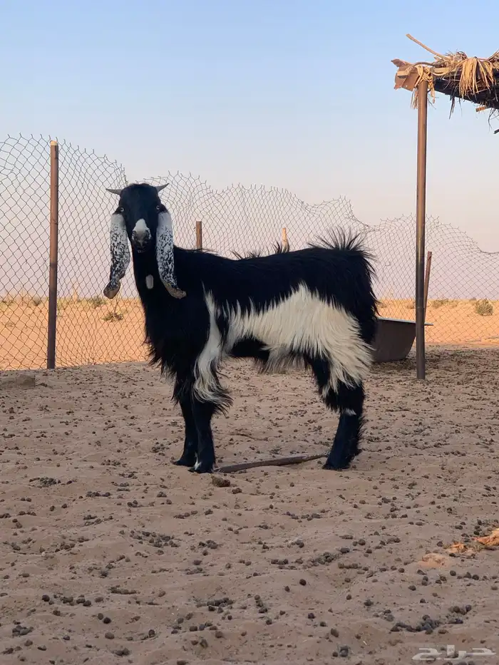 ذبايح عنق تيوس جفار 7