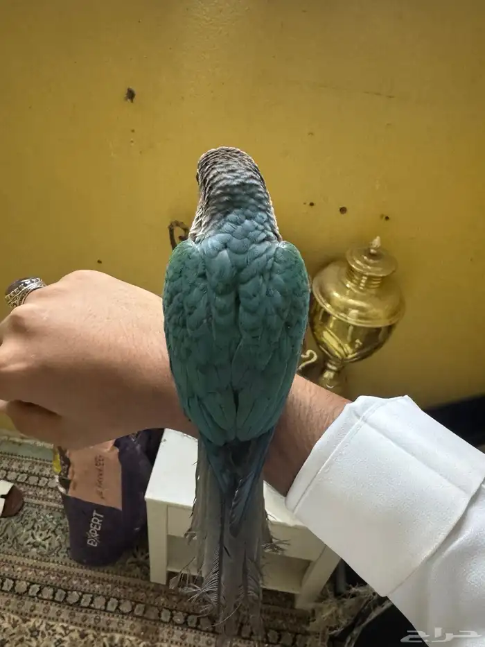 كنيور تركواز قرين شيك تم البيع 3