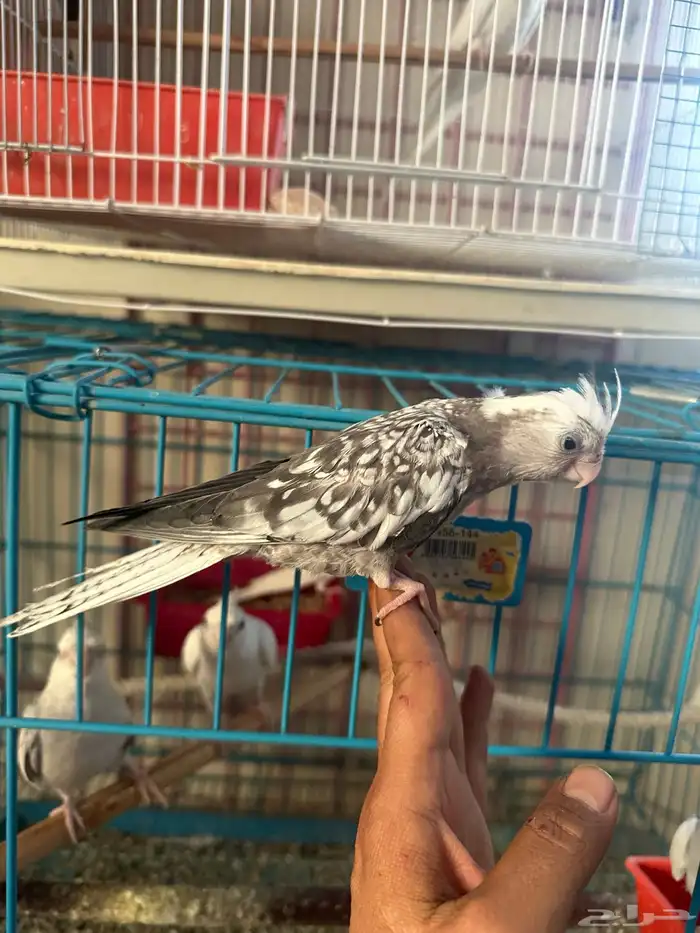 فرخ كروان سبلت رسيسف 1