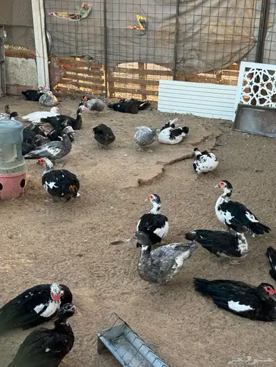 للبيع بط بح عشه كامله index