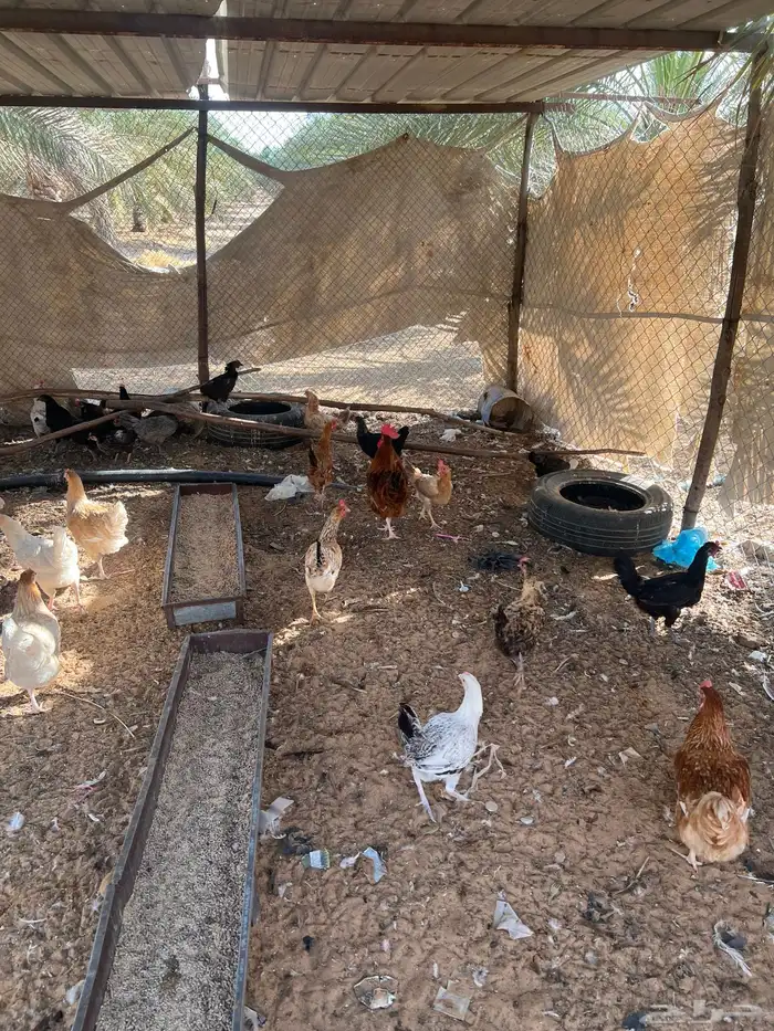 للبيع دجاج بياض 1