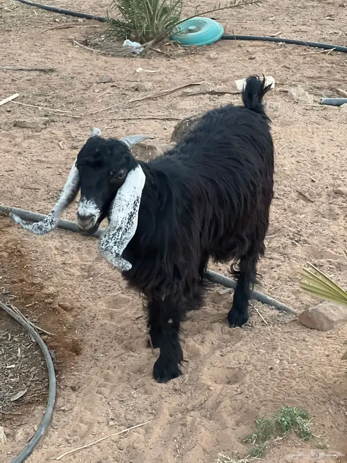 تبس فحل عارضي 6