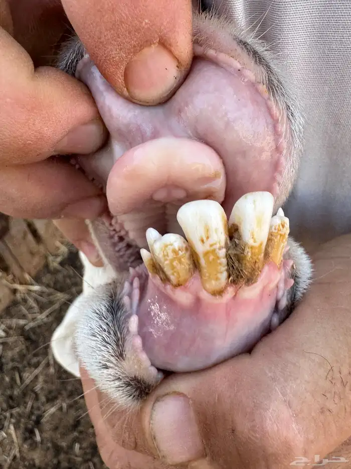 للبيع حريه والد معها 2 رباع 4