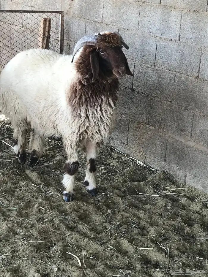 خروف جبر ناهي 0