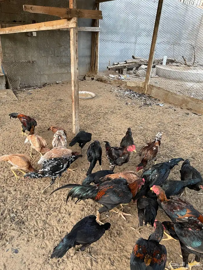 دجاج سندي بيور 15