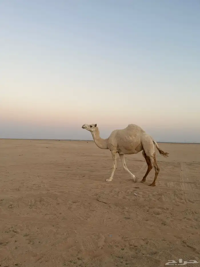 للبيع ناقه ضروبه 0