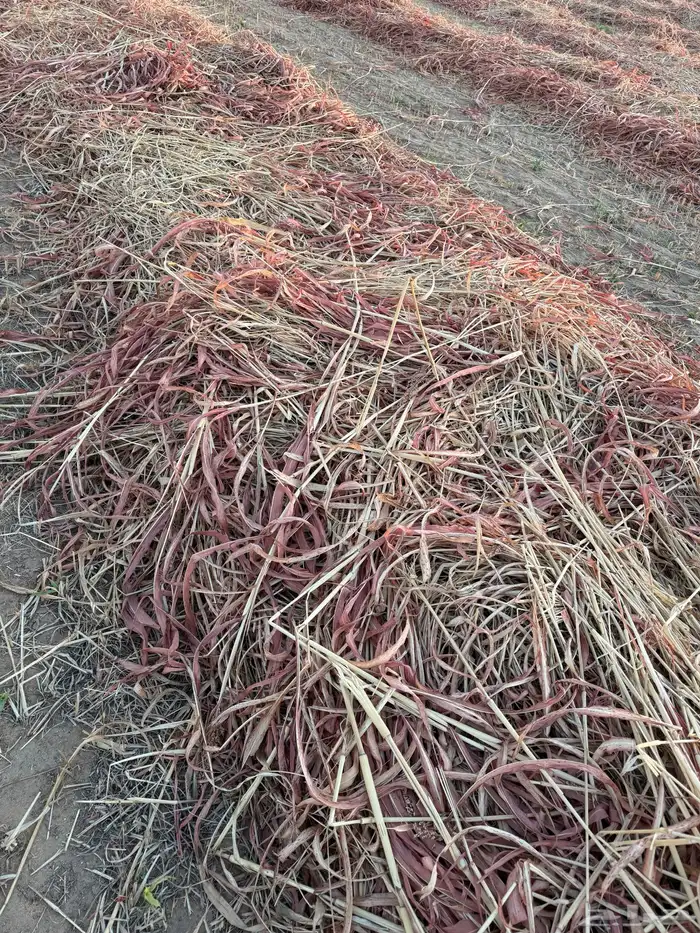 تحميل رودس برسيم ذره زرع تبن الى جميع انحاء المملكه 0