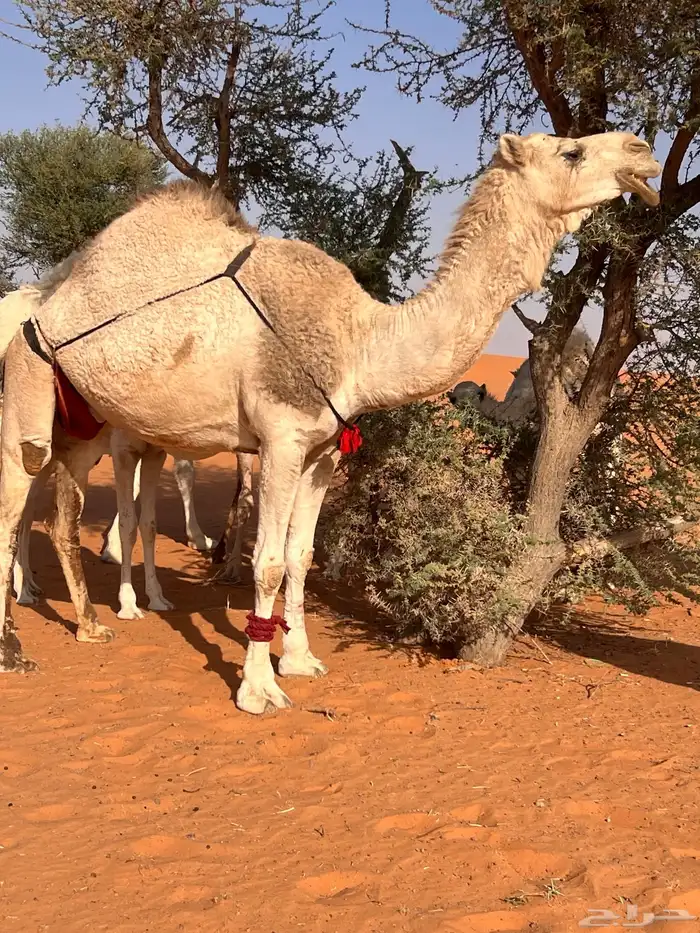 ضروبة شقحا للبيع 0