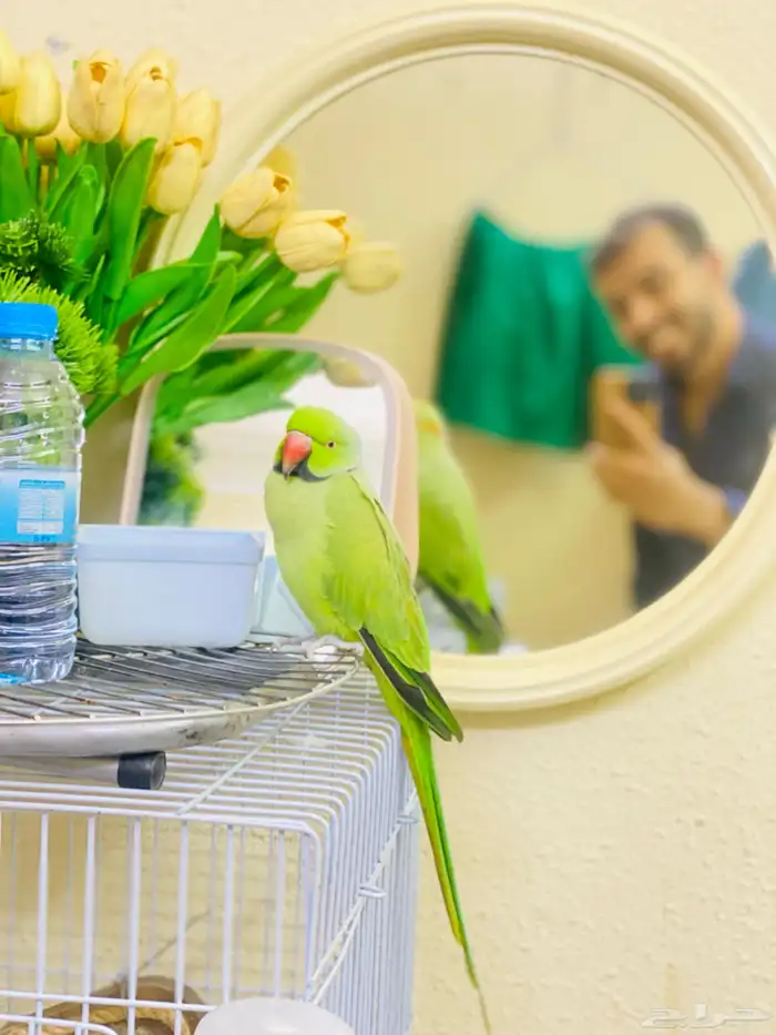 450sr selling my bird this one pure parrot no any problem 4