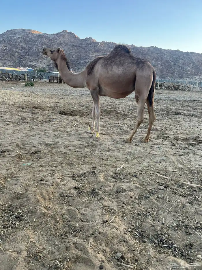 لقحه ثنيه مشروطه تلقي بعد شهر 1