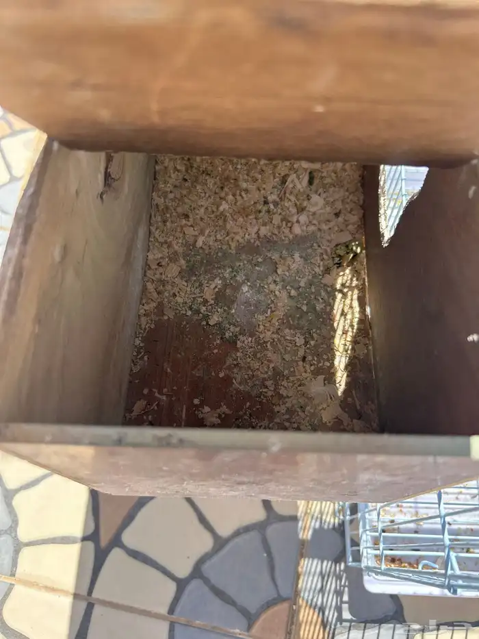 انثى كروان ضايعة في خميس مشيط حي النسيم 1