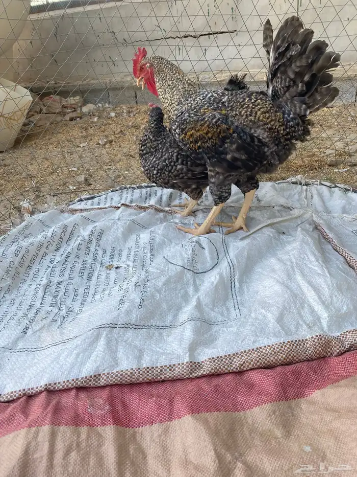 ديوك ودجاج 12