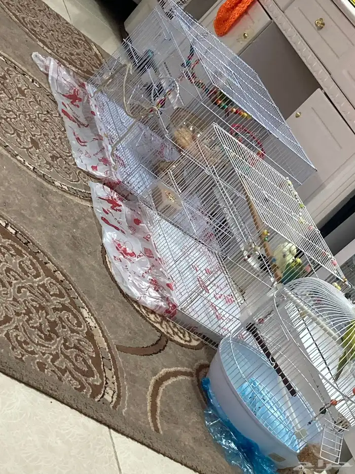 مجموعة طيور للبيع 0