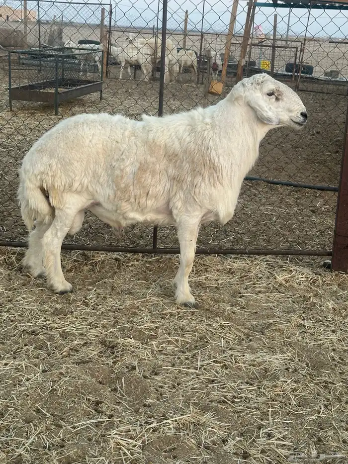 فحل حري مشروط 4