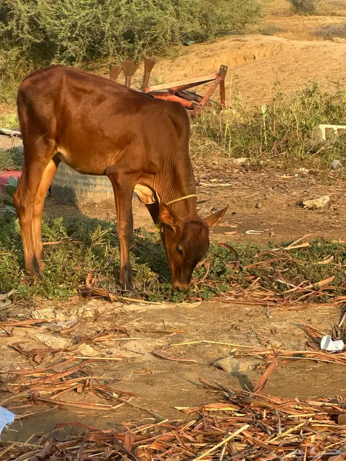 عجالة بلدي لبنيات عدد أربعة للبيع 0
