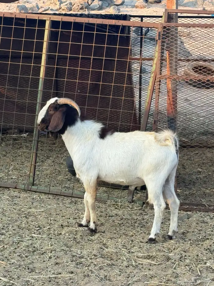 فحل بورقت بيور 3