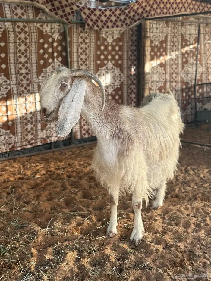 عنز قبرصيه دافع بنتها دافع 4