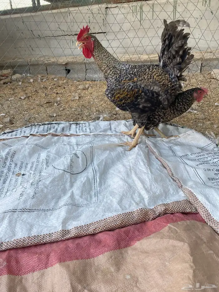 ديوك ودجاج 13