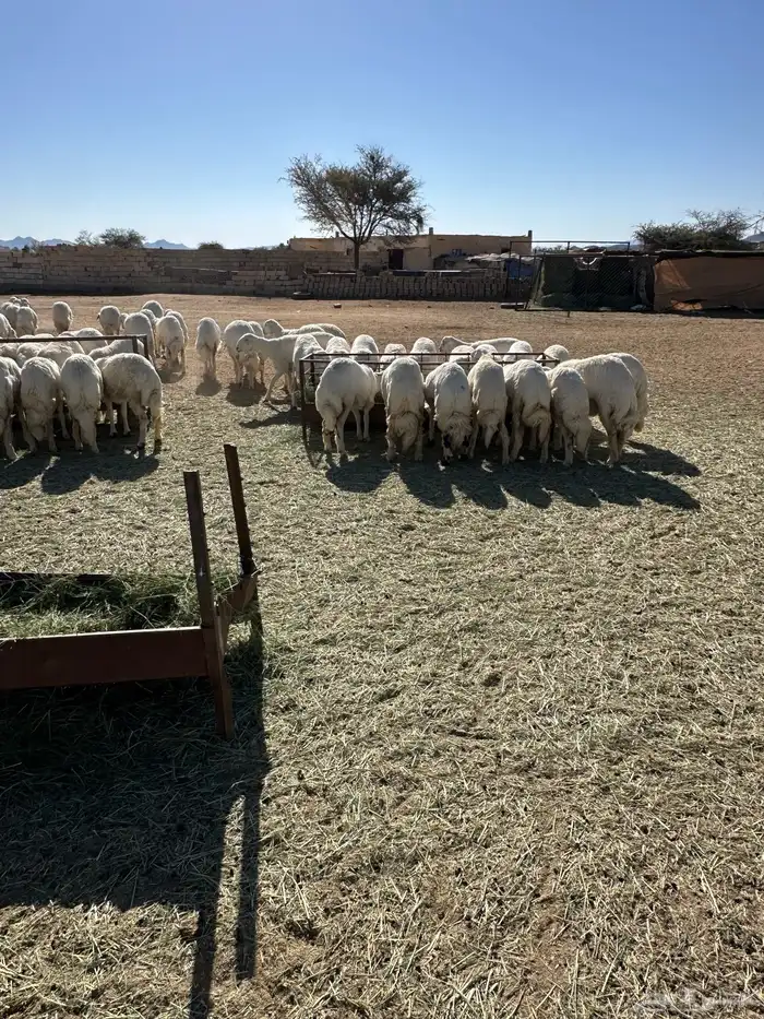 60 رخل صنف ( العرض للقناي ) 2