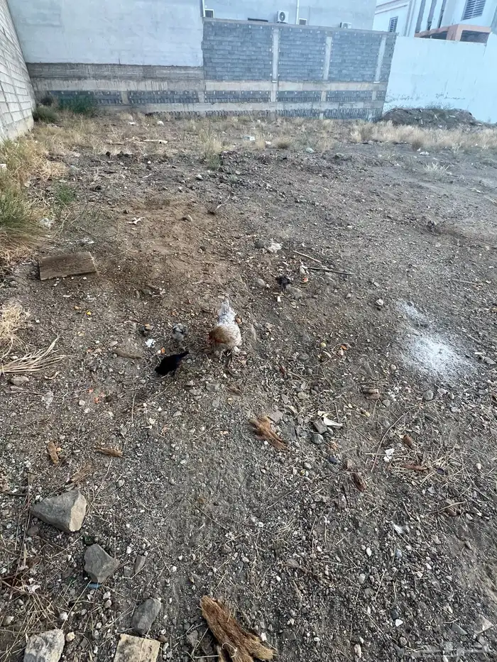 دجاجه براهما معها 4 فروخ 0