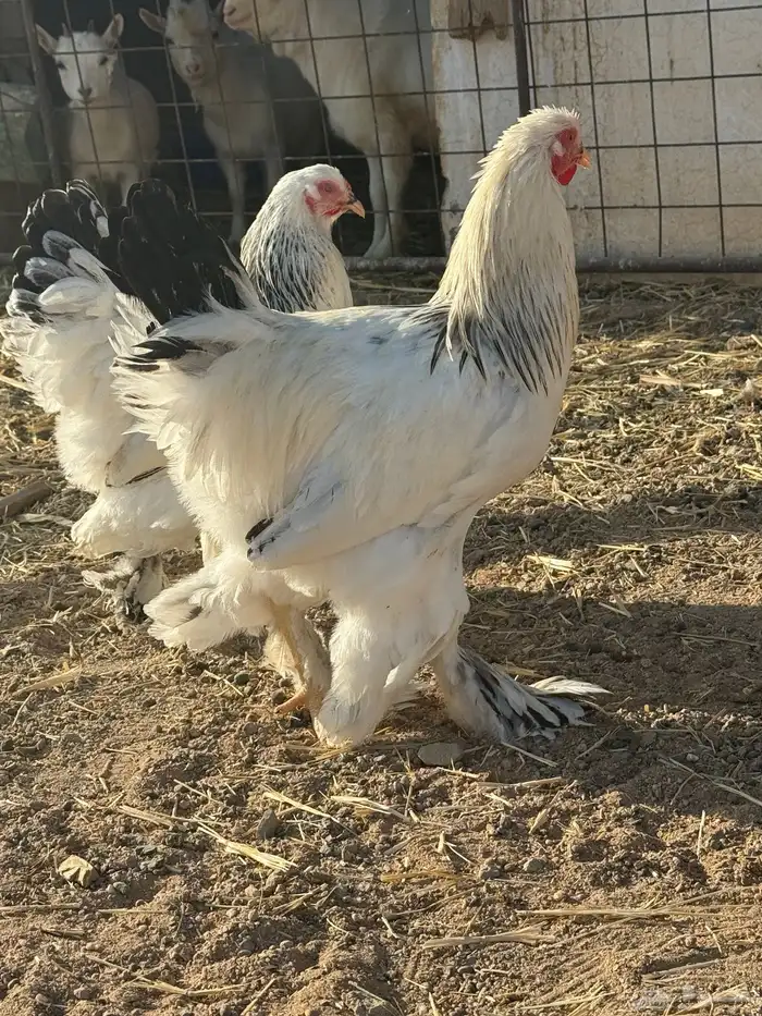 دجاج براهما كولمبي كونك 8 شهور 1