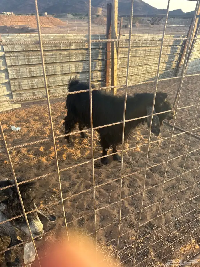 معزا للبيع 1