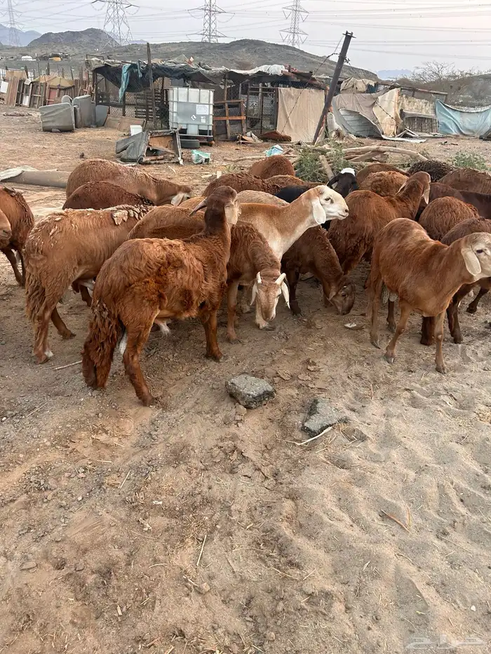 طليان حمر 5