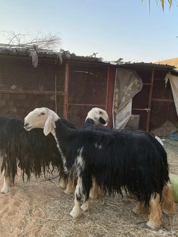 شياه نجد جروم فاخره 0