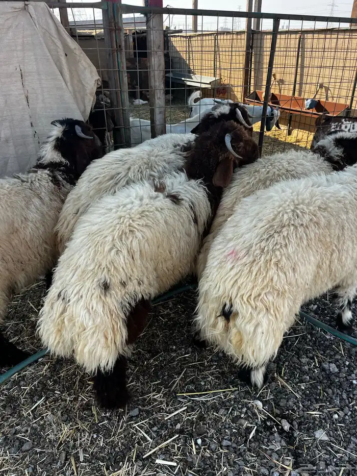 نعيم بلدي مع خدمة الذبح والتوصيل 1