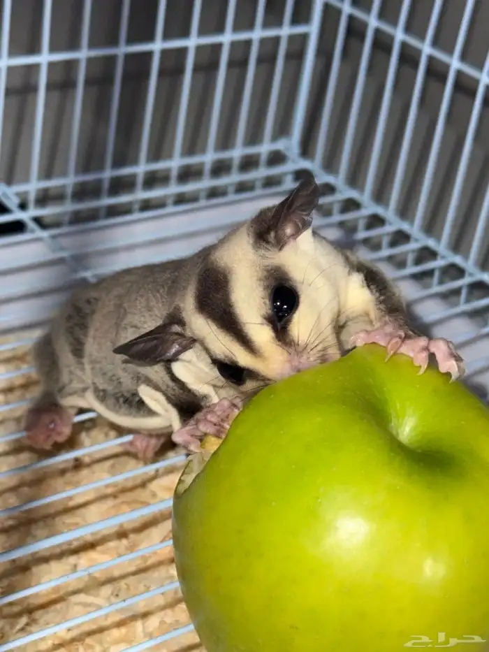 السنجاب الطائر (ذكر) مع ملحقاتة 4