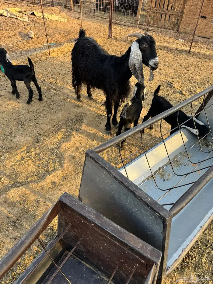 معزاء بعياله 3