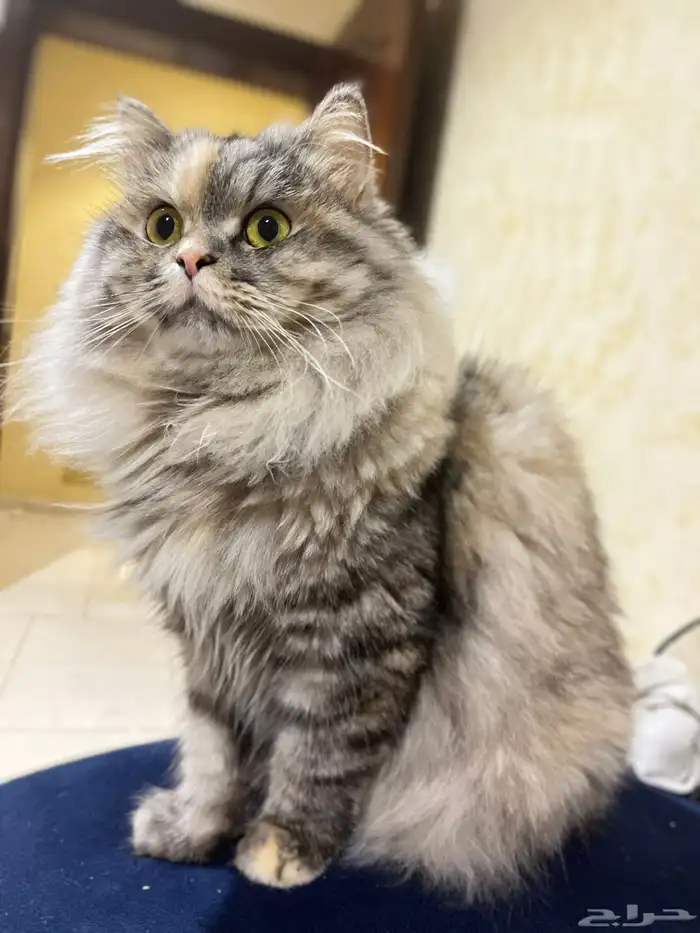 شيراز للتزاوج 3