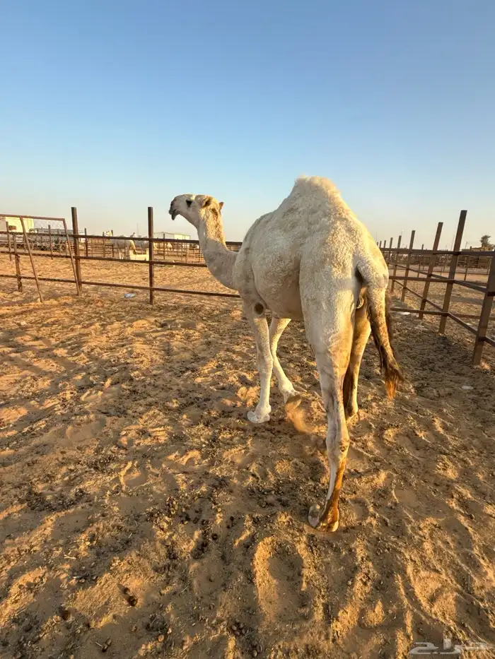 قعود باتلي كفو للبيع 0