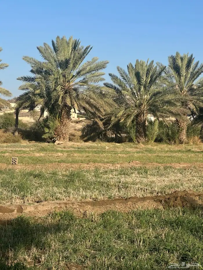 نخل جثياث وفسايل للبيع 1