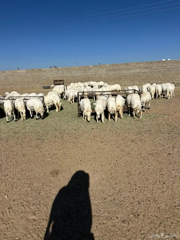 60 رخل صنف ( العرض للقناي ) 0