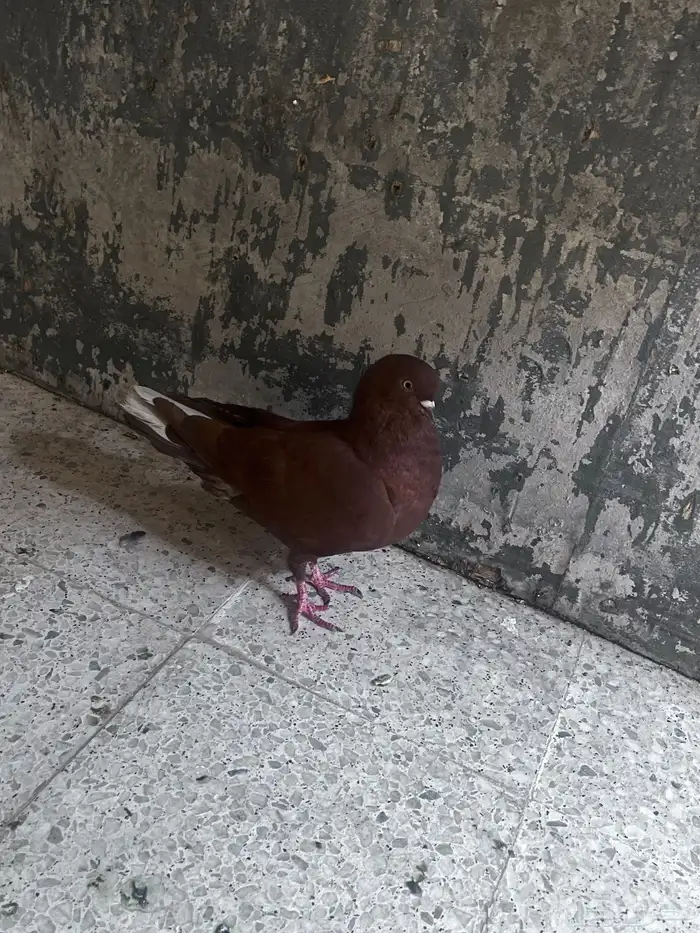 جوز حمام نوري احمر 2