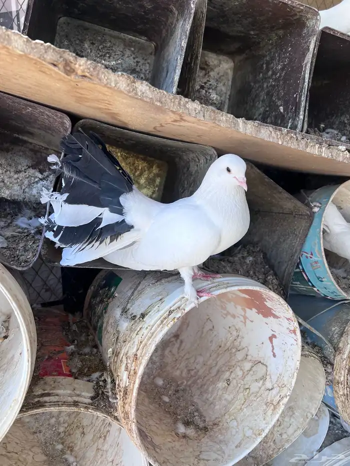 عشة حمام هزازي 1