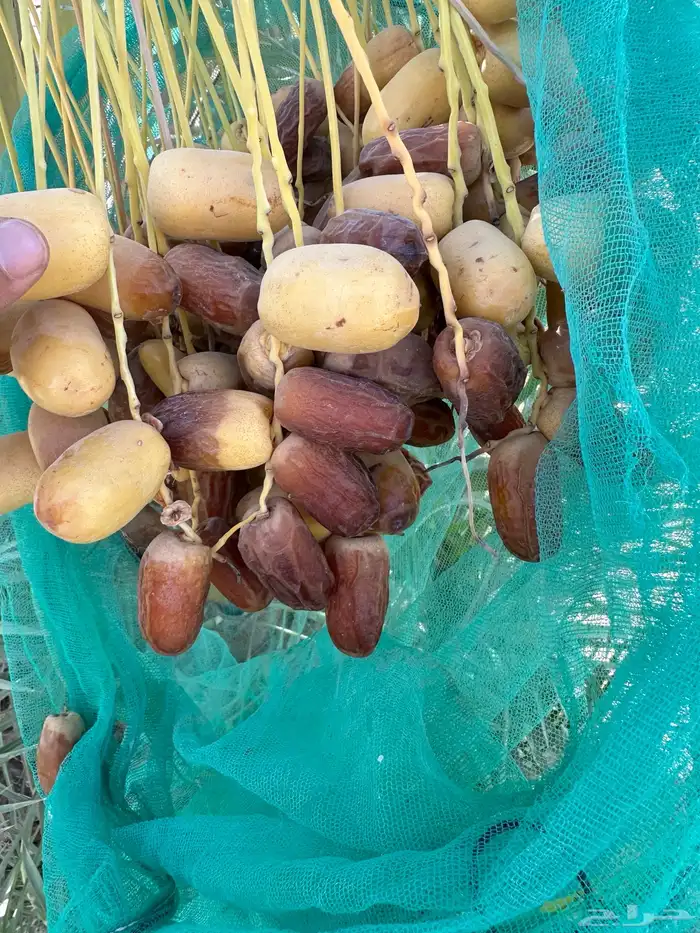 نخل خلاص وصقعي مثمر 6