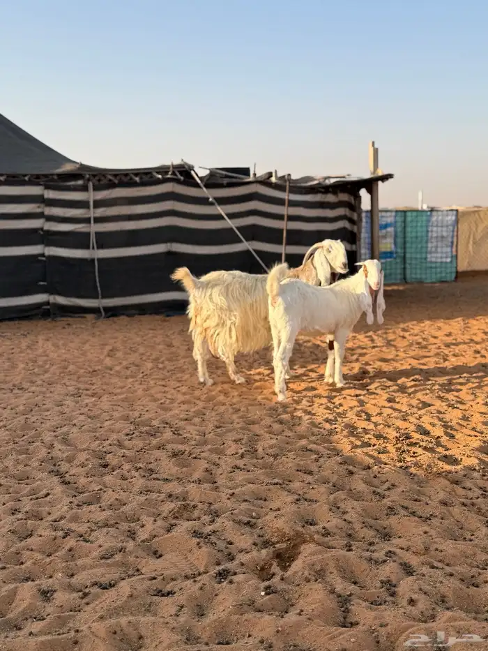 عنز قبرصيه دافع بنتها دافع 2