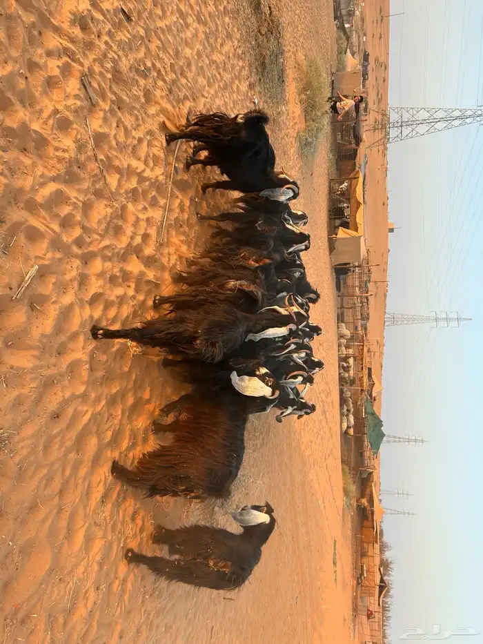 ماعز عارضي 4