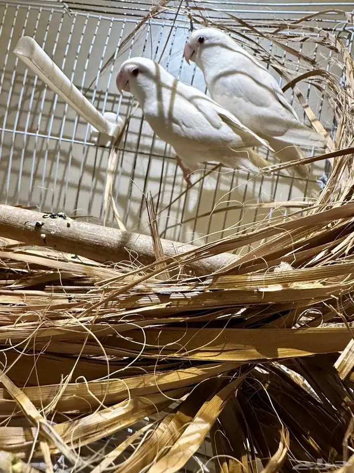 جوز روز عيون حمر 1