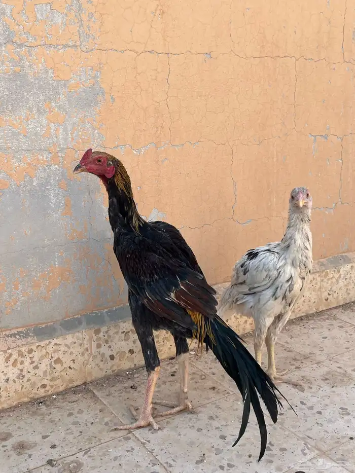 ديك و دجاجه باكستاني 2