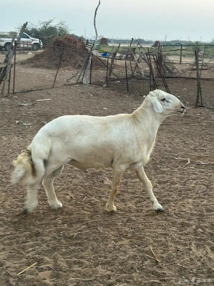 فحل حري مشروط 0