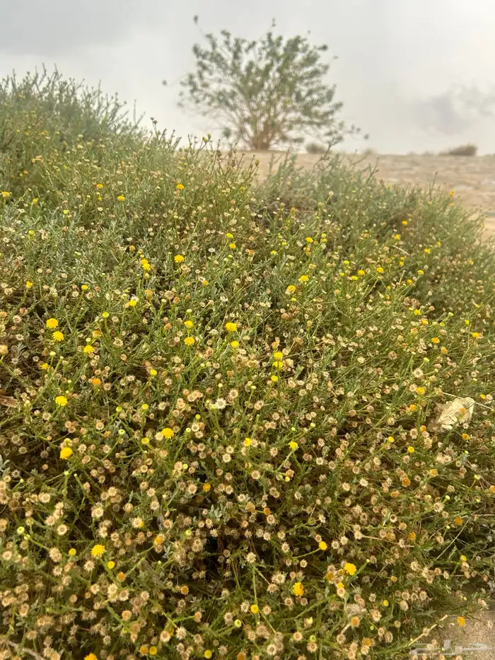 ابحث عن سكن مشترك نسائي شرق الرياض 0